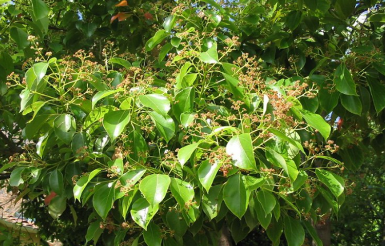 Long Não (Băng Phiến - Cinnamomum camphora)